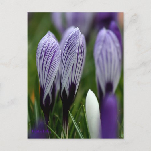 Spring Crocuses briefkaart (Voorkant)