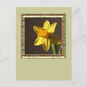 Spring Daffodil Briefkaart