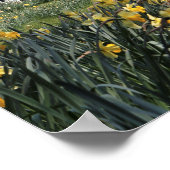 SPRING DAFFODIL GARDEN POSTER (Hoek)