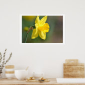 Spring Daffodil Poster (Keuken)