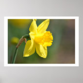 Spring Daffodil Poster (Voorkant)