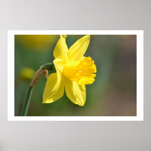 Spring Daffodil Poster (Voorkant)