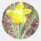 Spring Daffodil Sticker (Voorkant)