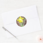 Spring Daffodil Sticker (Envelop)