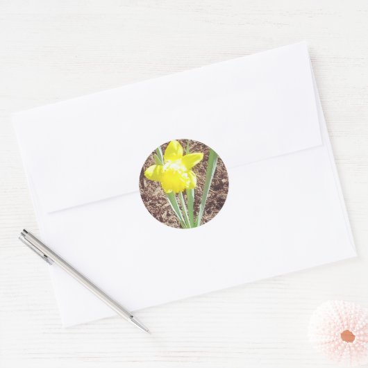 Spring Daffodil Sticker (Envelop)