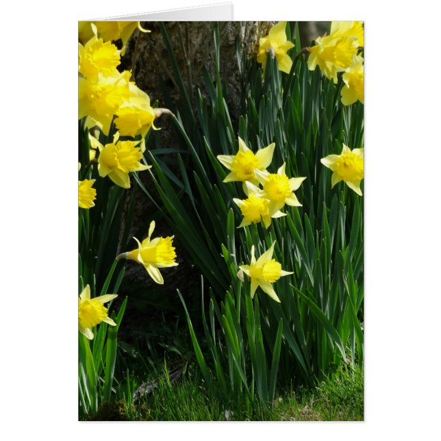 Spring Daffodils (Voorkant)