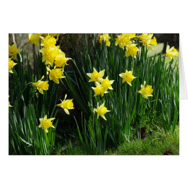 Spring Daffodils (Voorkant Horizontaal)