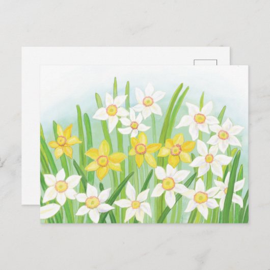 Spring Daffodils Briefkaart (Voorkant / Achterkant)