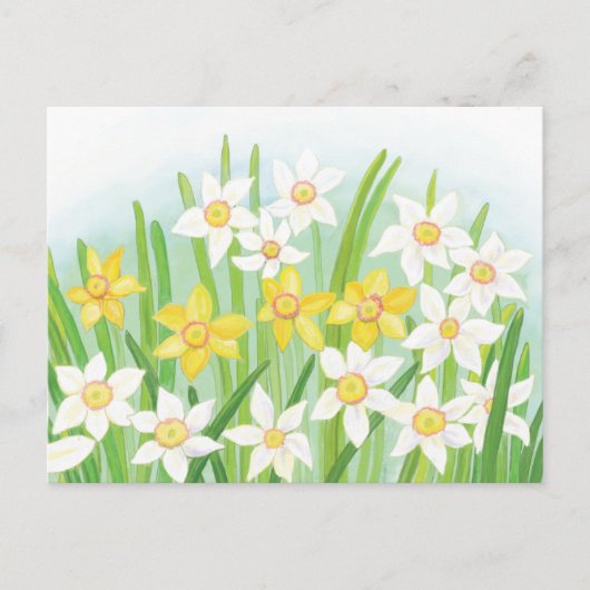Spring Daffodils Briefkaart (Voorkant)