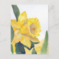 Spring Daffodils