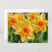 Spring Daffodils Briefkaart (Voorkant / Achterkant)