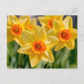 Spring Daffodils Briefkaart (Voorkant)