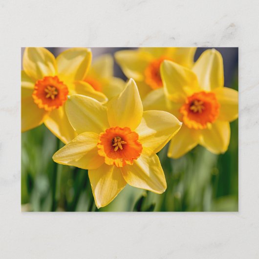 Spring Daffodils Briefkaart (Voorkant)