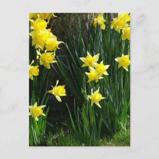 Spring Daffodils Briefkaart (Voorkant)