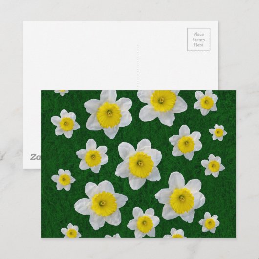Spring Daffodils Briefkaart (Voorkant / Achterkant)