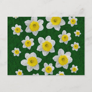 Spring Daffodils Briefkaart