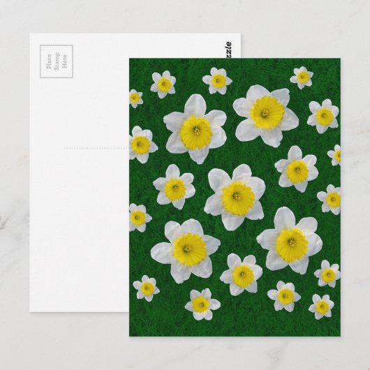 Spring Daffodils Briefkaart (Voorkant / Achterkant)