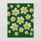 Spring Daffodils Briefkaart (Voorkant)