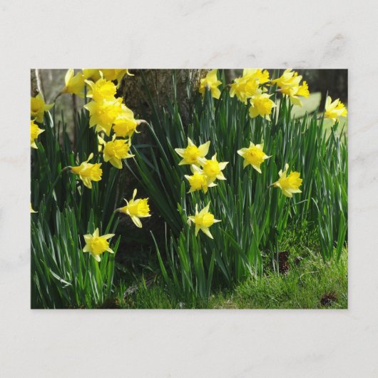 Spring Daffodils Briefkaart (Voorkant)