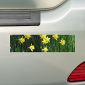Spring Daffodils Bumpersticker (Op auto)