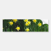 Spring Daffodils Bumpersticker (Voorkant)