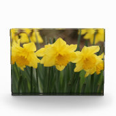 Spring Daffodils fotoblok (Voorkant)