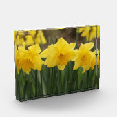 Spring Daffodils fotoblok (Links)
