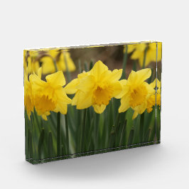 Spring Daffodils fotoblok