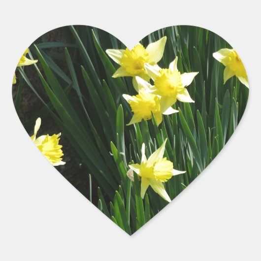 Spring Daffodils Hart Sticker (Voorkant)