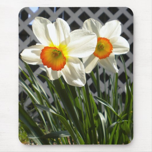 Spring Daffodils Muismat (Voorkant)