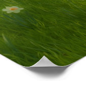 Spring Daffodils Poster (Hoek)