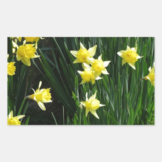 Spring Daffodils Rechthoekige Sticker (Voorkant)
