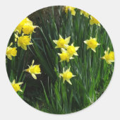 Spring Daffodils Ronde Sticker (Voorkant)