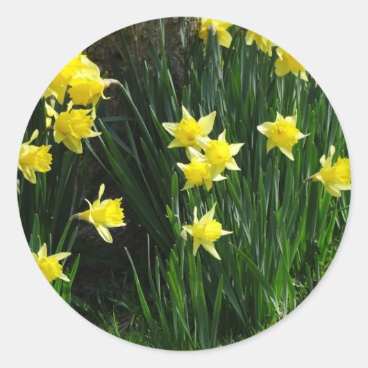 Spring Daffodils Ronde Sticker (Voorkant)
