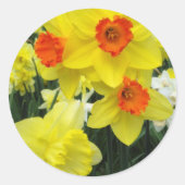 Spring Daffodils Ronde Sticker (Voorkant)