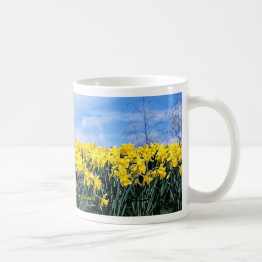 Spring daffodils, Shrewsbury, Shropshire, Engeland Koffiemok (Rechts)