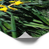 Spring daffodils, Shrewsbury, Shropshire, Engeland Poster (Hoek)