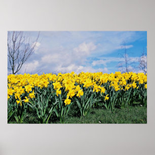 Spring daffodils, Shrewsbury, Shropshire, Engeland Poster