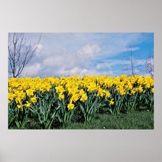 Spring daffodils, Shrewsbury, Shropshire, Engeland Poster (Voorkant)