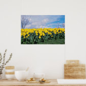 Spring daffodils, Shrewsbury, Shropshire, Engeland Poster (Keuken)