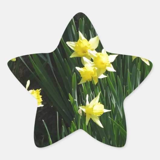 Spring Daffodils Ster Sticker (Voorkant)