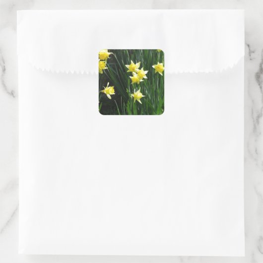 Spring Daffodils Vierkante Sticker (Tas)
