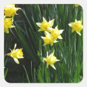 Spring Daffodils Vierkante Sticker (Voorkant)