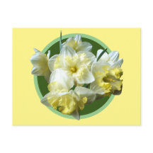 Spring Daffodils White Yellow Narcissus Flowers