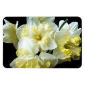 Spring Daffodils White Yellow Narcissus Flowers Magneet (Horizontaal)