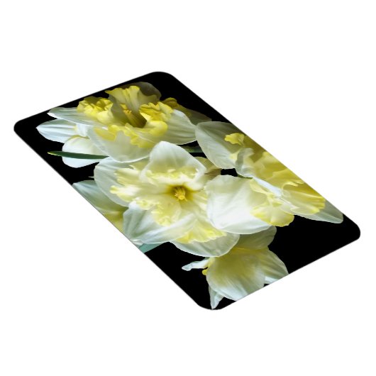 Spring Daffodils White Yellow Narcissus Flowers Magneet (Rechterzijde)