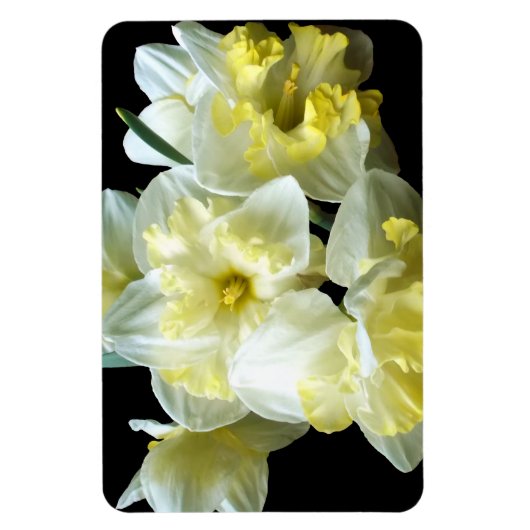 Spring Daffodils White Yellow Narcissus Flowers Magneet (Verticaal)