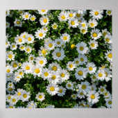 Spring Daisy Field: Serene achtergrond Poster (Voorkant)