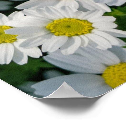 Spring Daisy Field: Serene achtergrond Poster (Hoek)