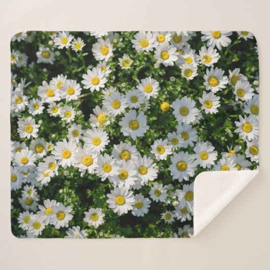 Spring Daisy Field: Serene achtergrond Sherpa Deken (Voorkant (horizontaal))